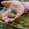 Marijuana Rescheduling Marks Historic Shift in US Drug Policy