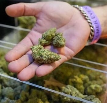 Marijuana Rescheduling Marks Historic Shift in US Drug Policy